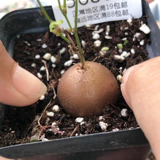 5680，2.6厘米龟甲龙包邮特价