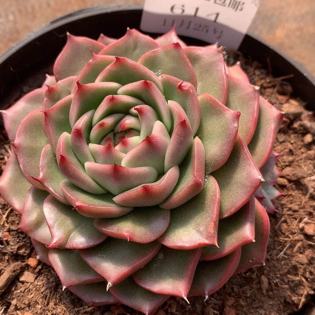 【闪购商品】云614号线