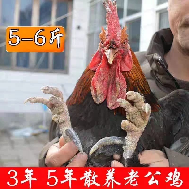 散养老公鸡【脚蹬4-5厘米】散养大公鸡净重5斤顺丰 包冰率不含冰