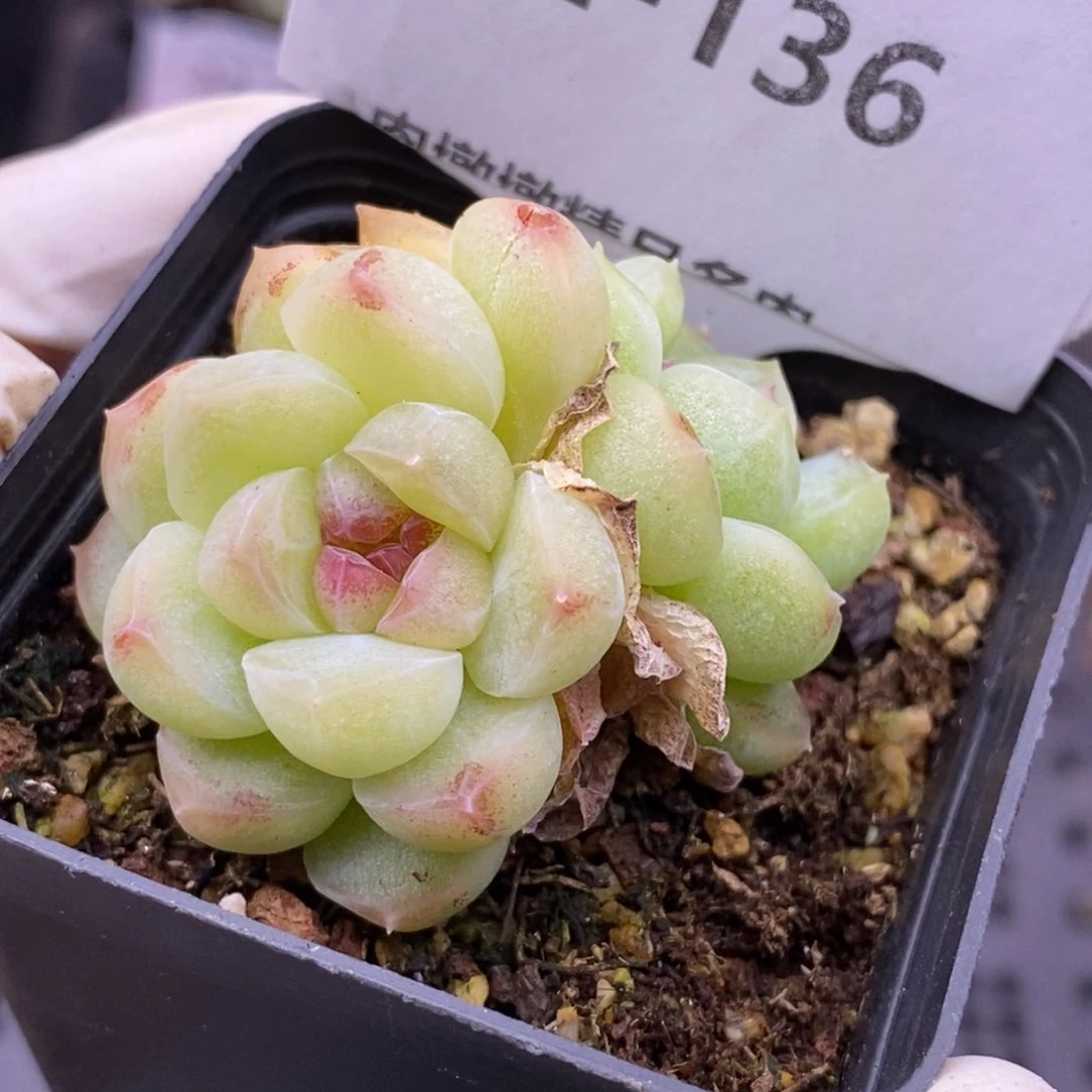 【闪购商品】22-136蜡像