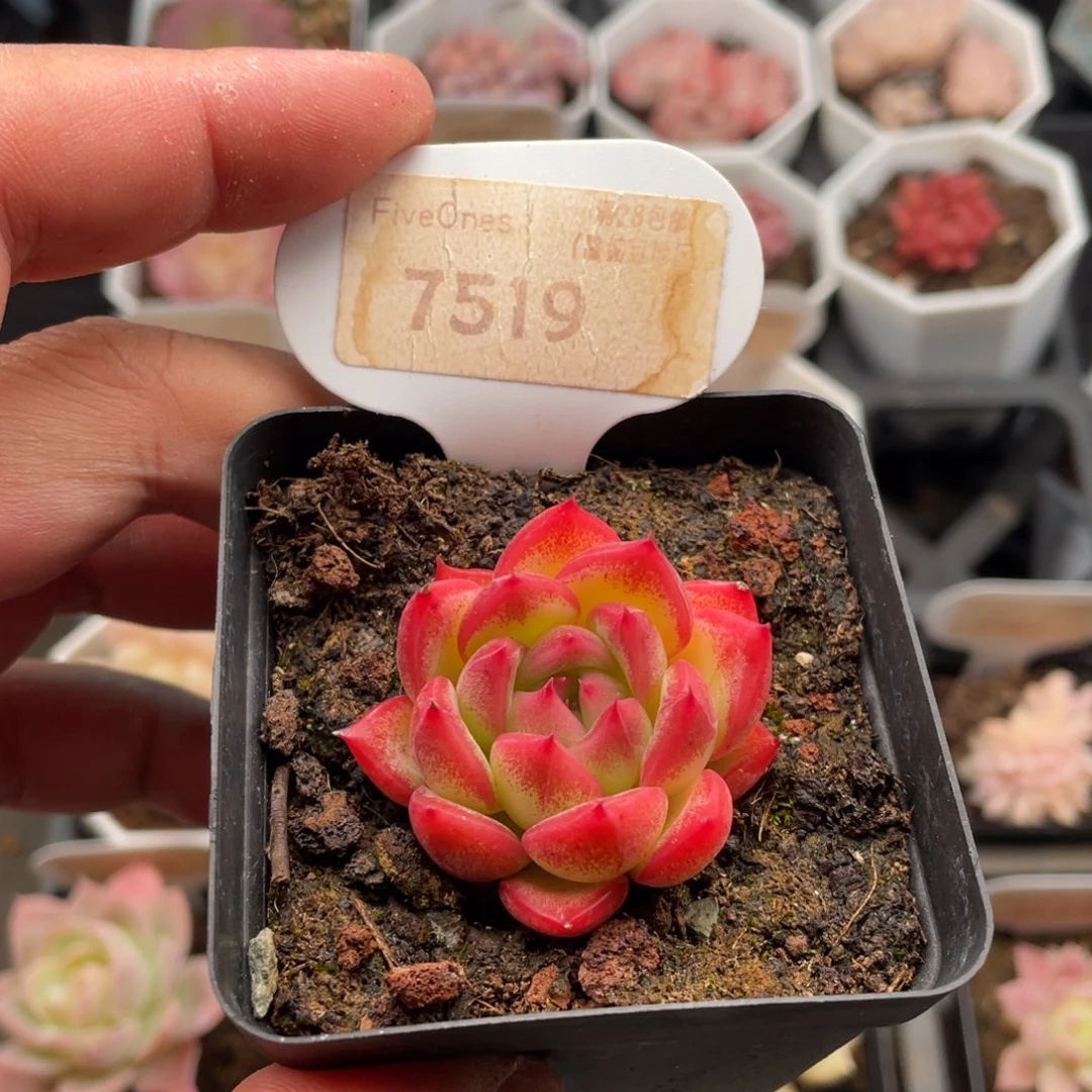 多肉弗洛瑞安娜7519-4厘米