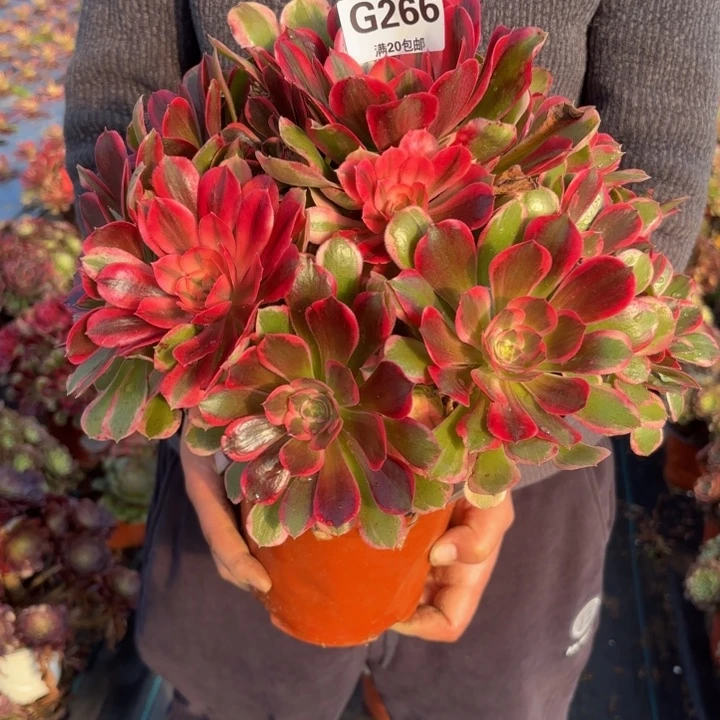 瑞妈，，，。。266皇后，