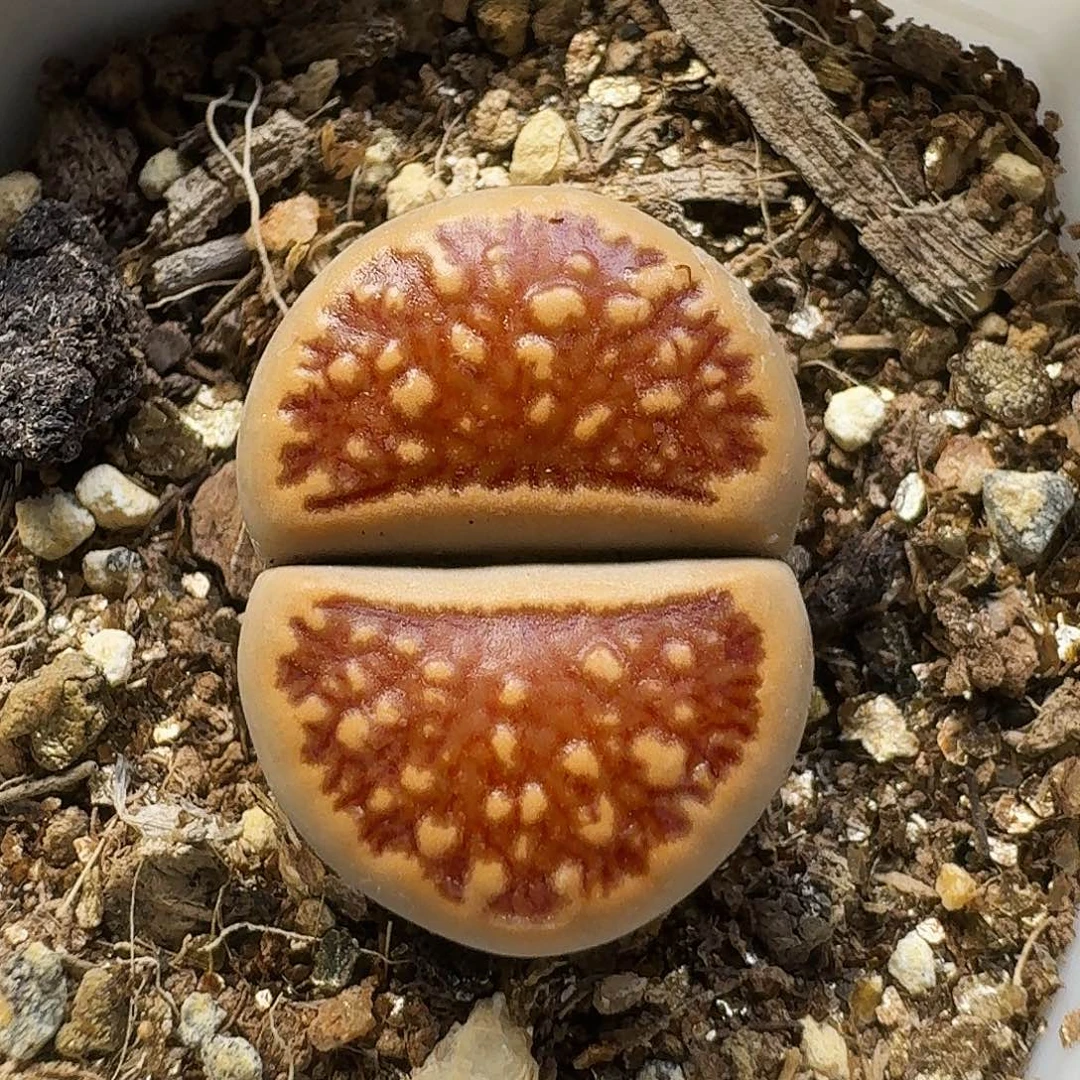 生石花111111。  133