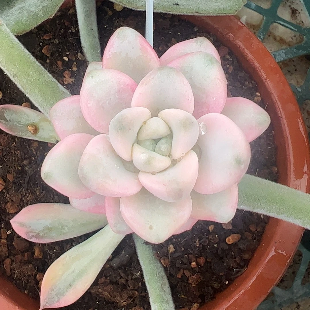 花斑鹿锦 婕宝一物一拍