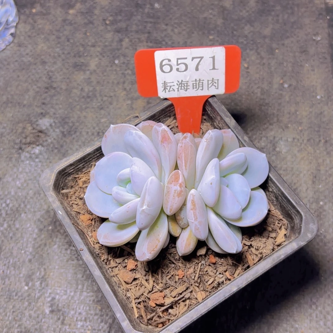 奶茶6571多肉植物