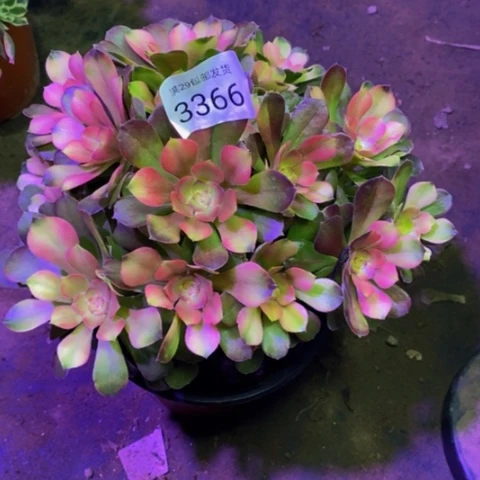 雅典娜多肉植物3366