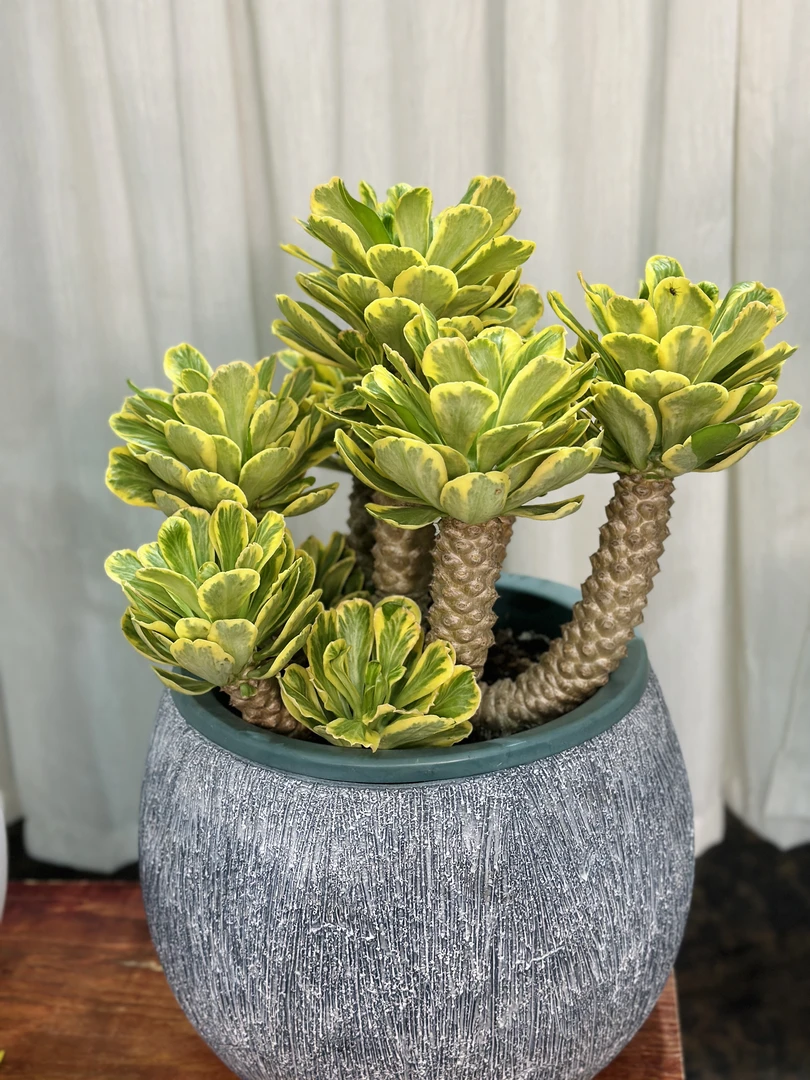 【直播间一物一拍】金边扇贝麒麟锦高档盆栽稀有扇贝不退锦多肉植物