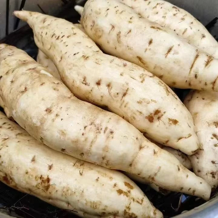 正宗山东牛奶人参薯现挖现发白皮白心人参薯粉糯香甜当季板栗番薯