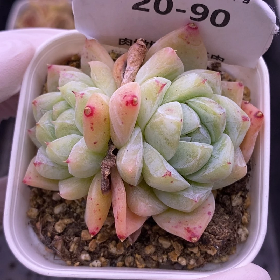 【闪购商品】20-90白泽
