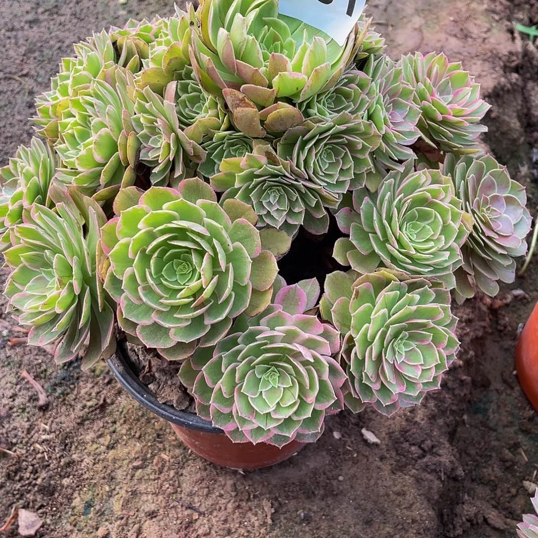 多肉法师431号莲花座发货不包损