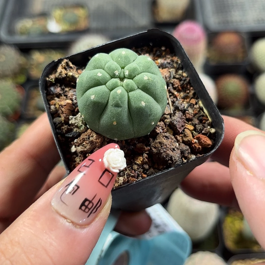 无刺奇仙玉单头发货有根