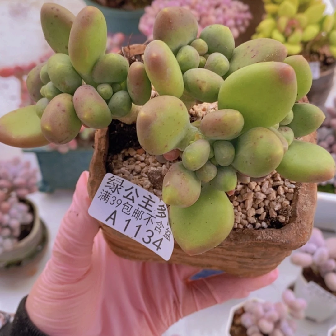 芒果kk奶11cm1134多肉植物