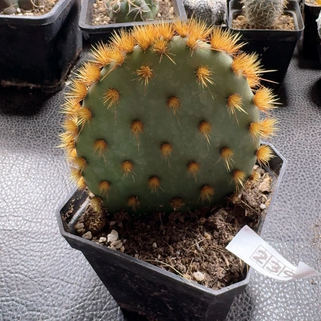 239花火团扇脱土发货