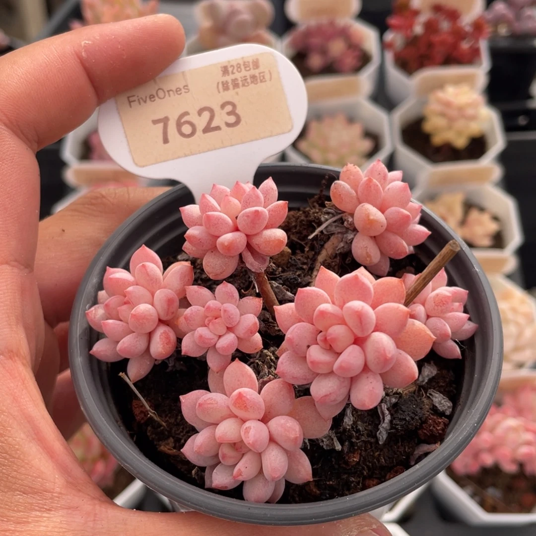 小红蛋7623-8厘米