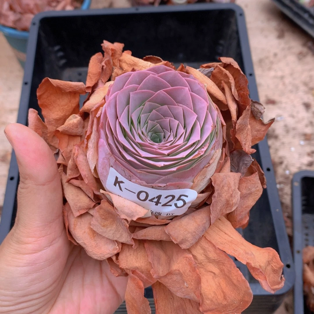 0425美妮高货老桩子