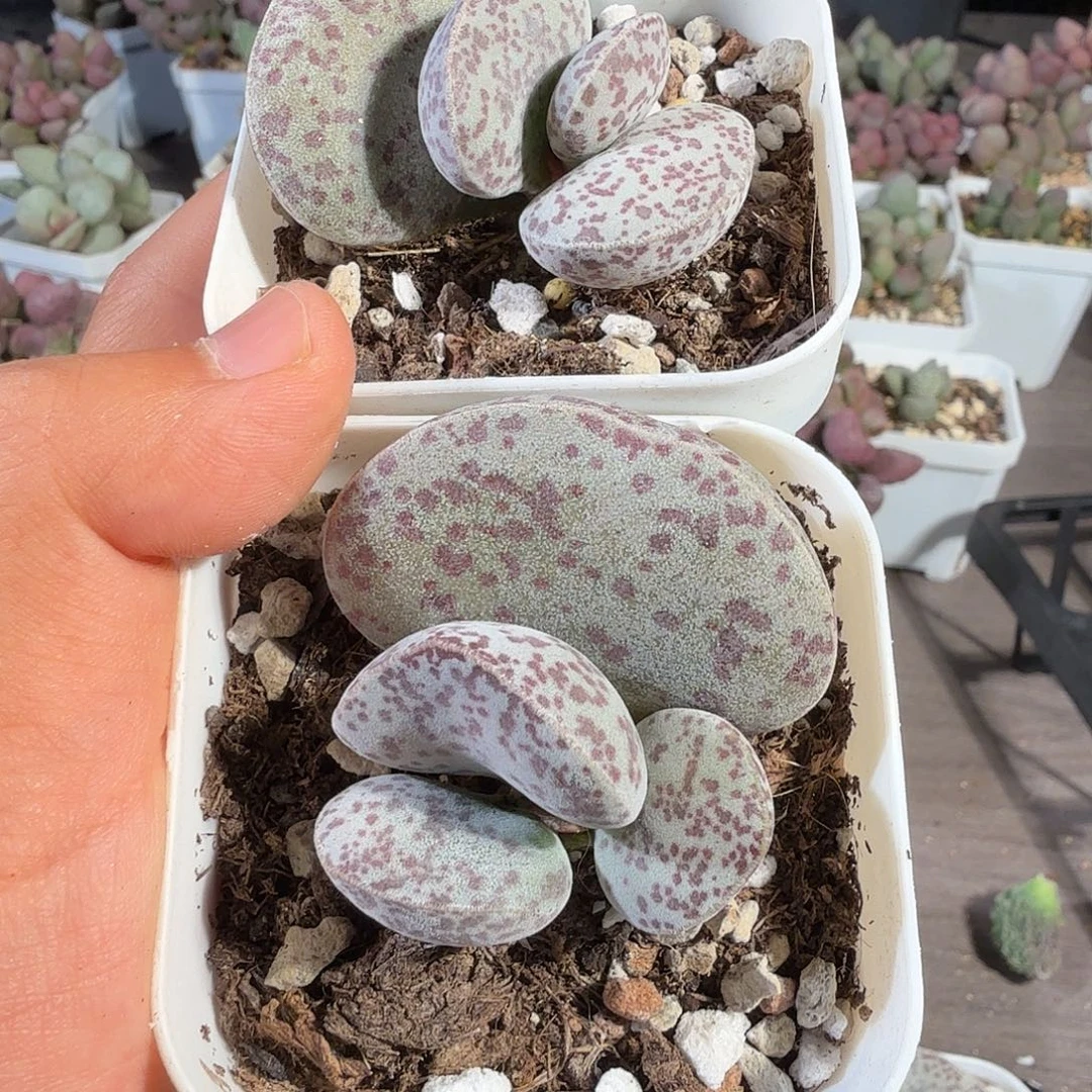****…花蛋      两颗