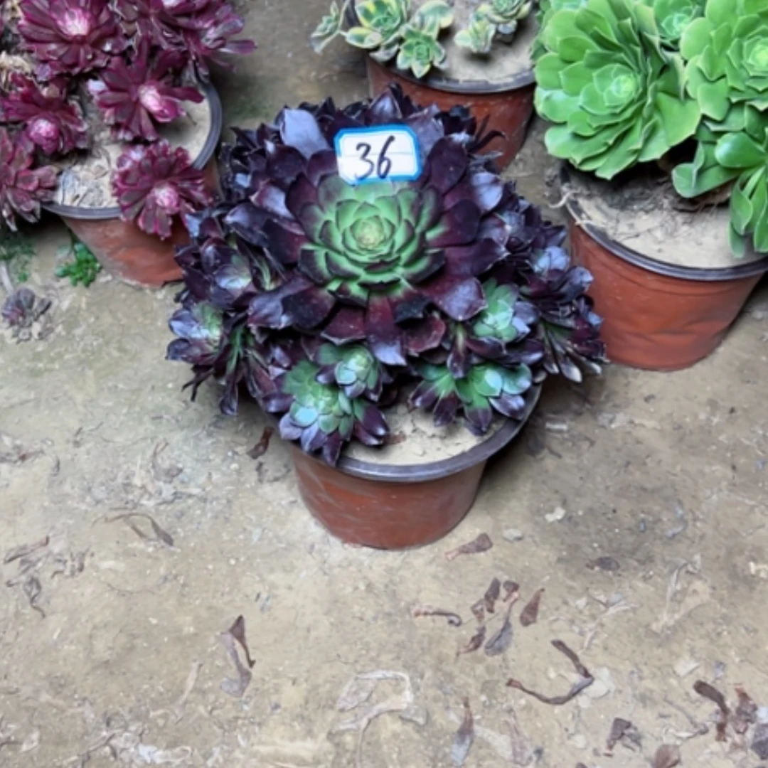 【闪购商品】雪**鹰多肉植物不周正36