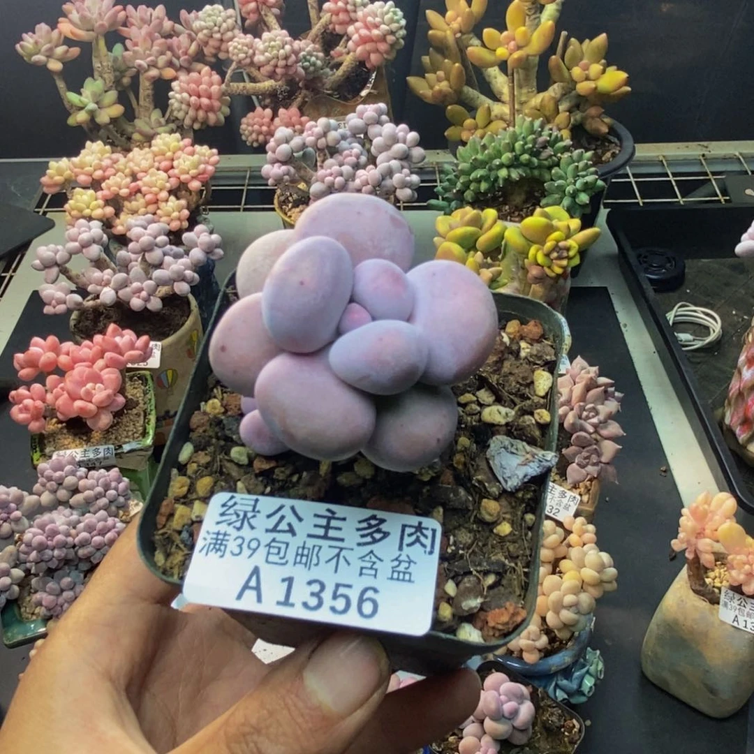 356芭比奶多肉4c m