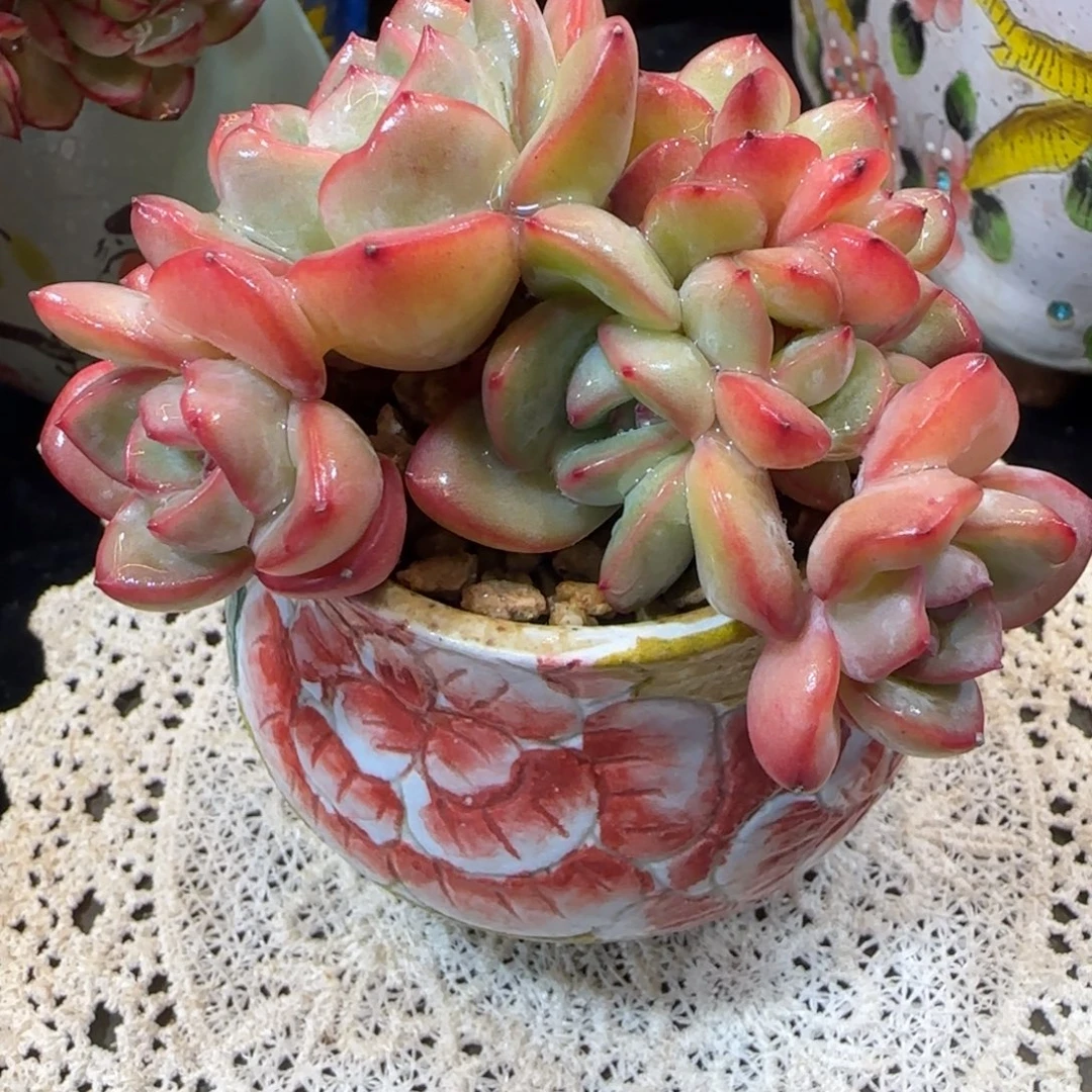 布***蕾韩版泡芙缀化一颗一颗