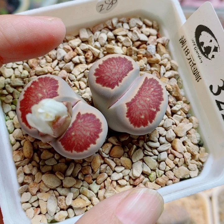 生石花花花花开了322