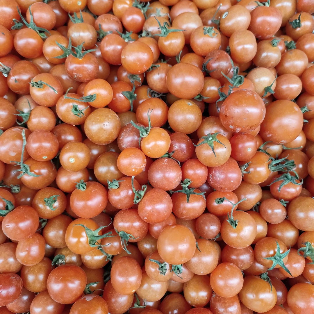 罗城农产品农家小西红柿