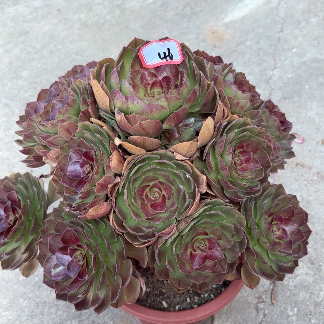 无花朵46黑膜多肉植物