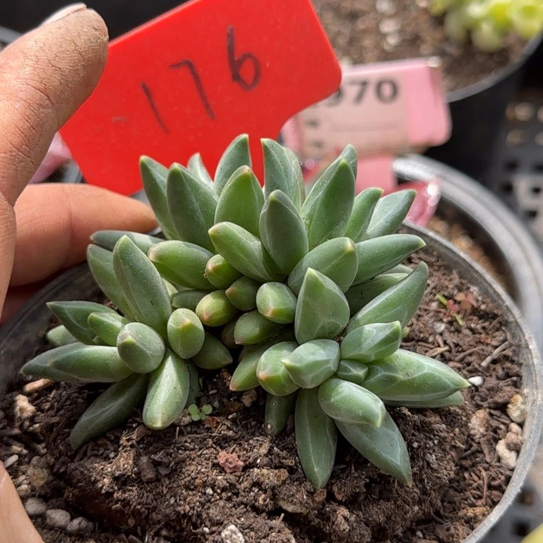 梵高朵朵缀惊鸿一物一拍包装收缩花旱