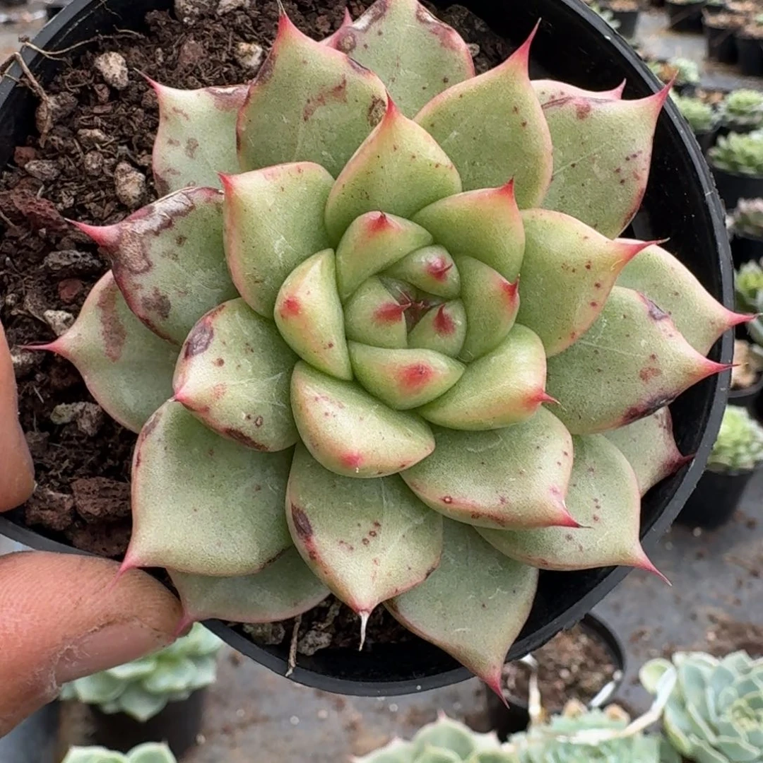 多肉杂交一物一拍23-32