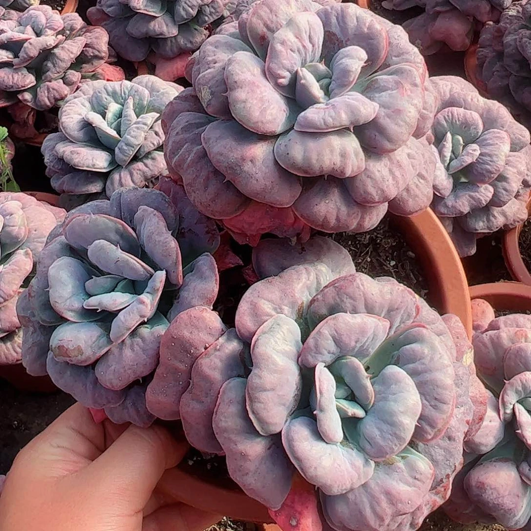 心之悦三头起大盆