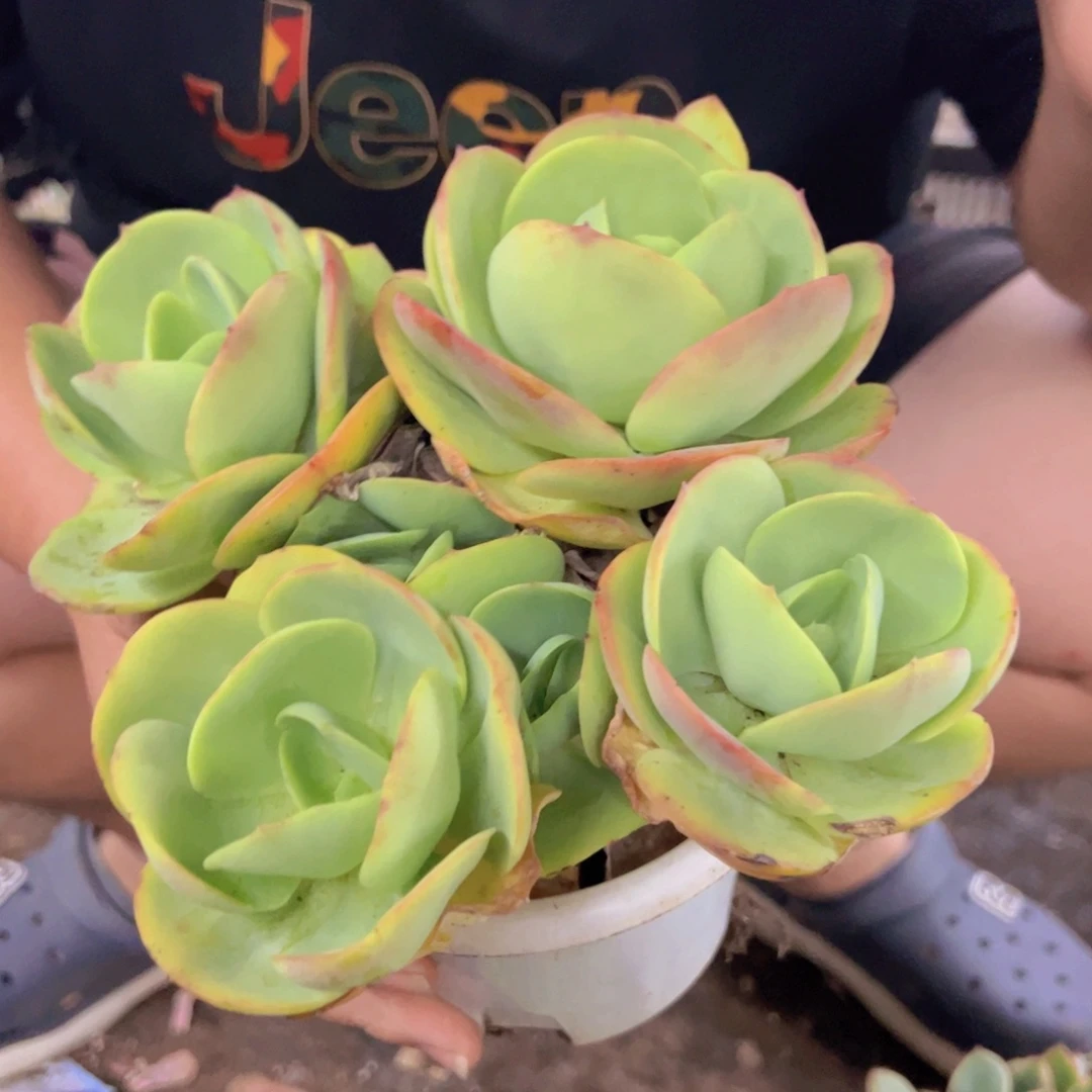 鸡蛋碧桃四头起发