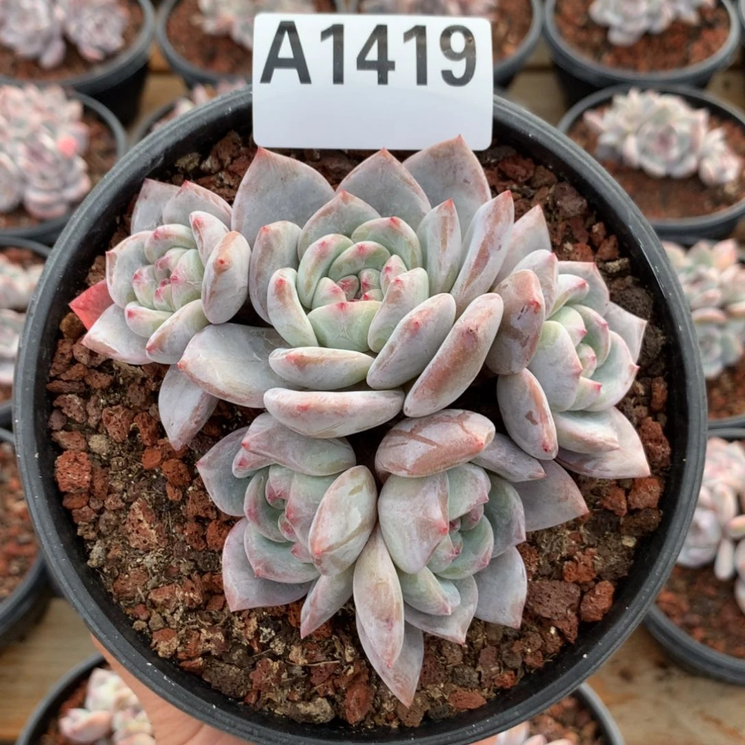 A1419 星影石榴籽紫心 一头一桩 开播福利 10.5cm