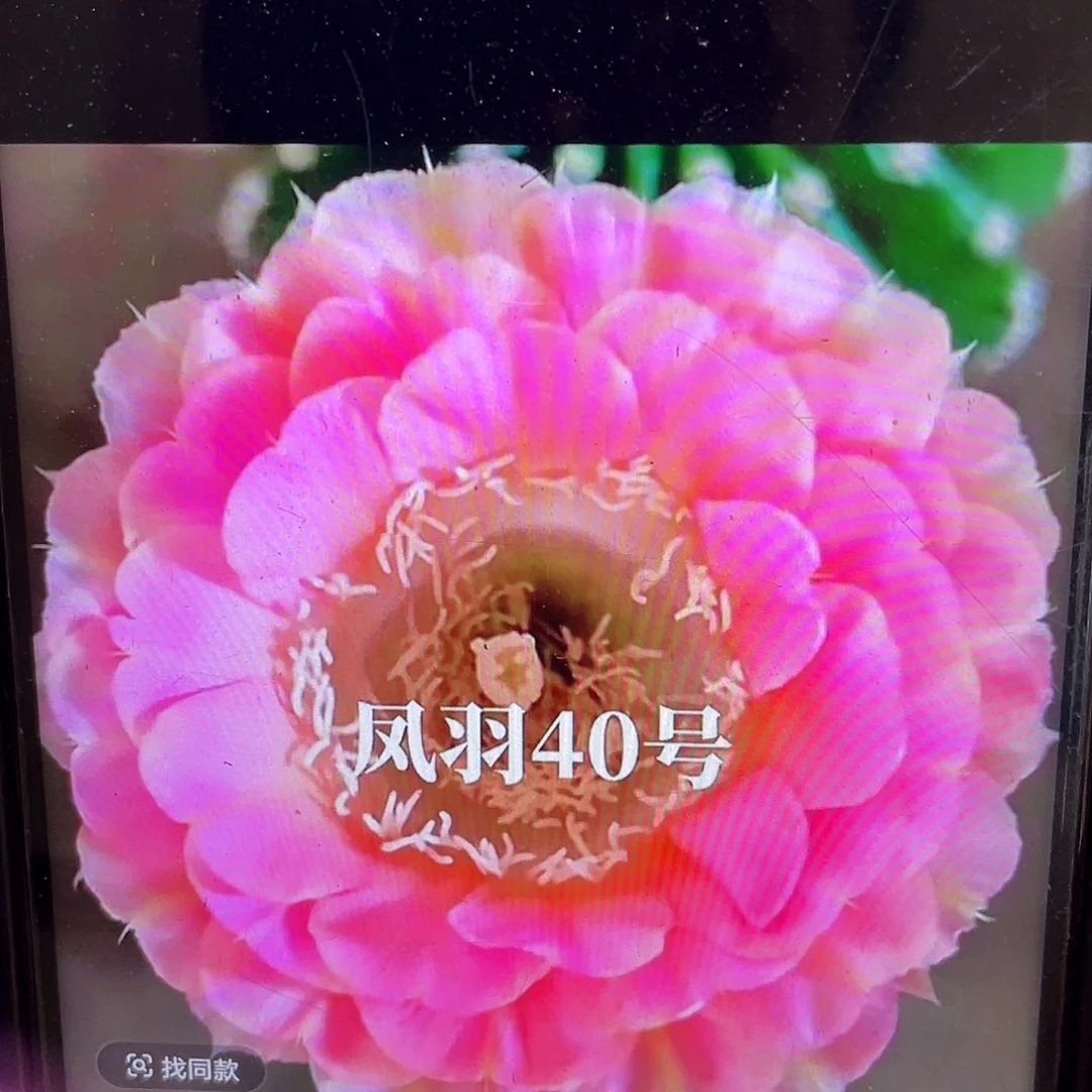 凤羽40侧芽歪4公分以上满18包邮