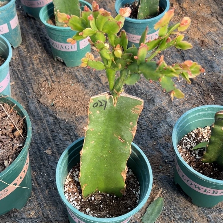 用***合76号027粉紫色重瓣，666888