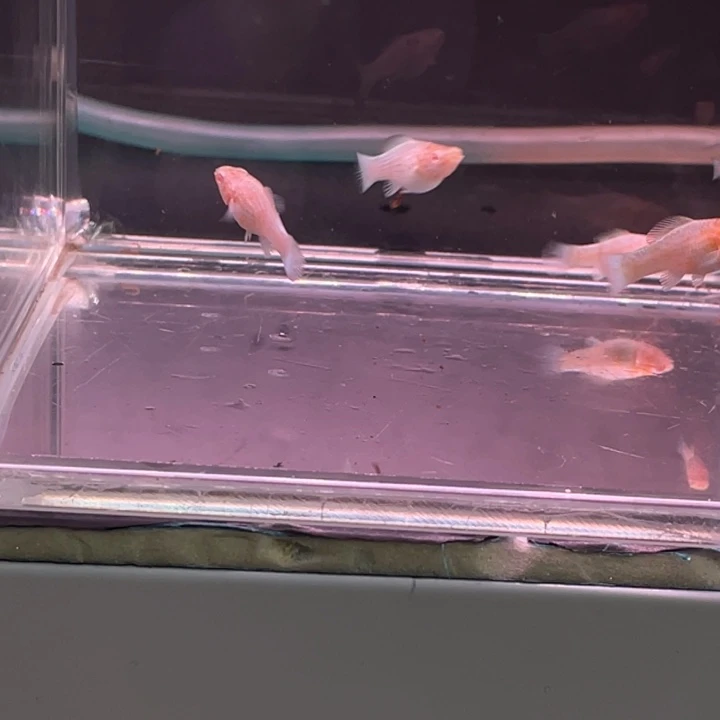 咽***磷精品玛丽球樱花红眼6条