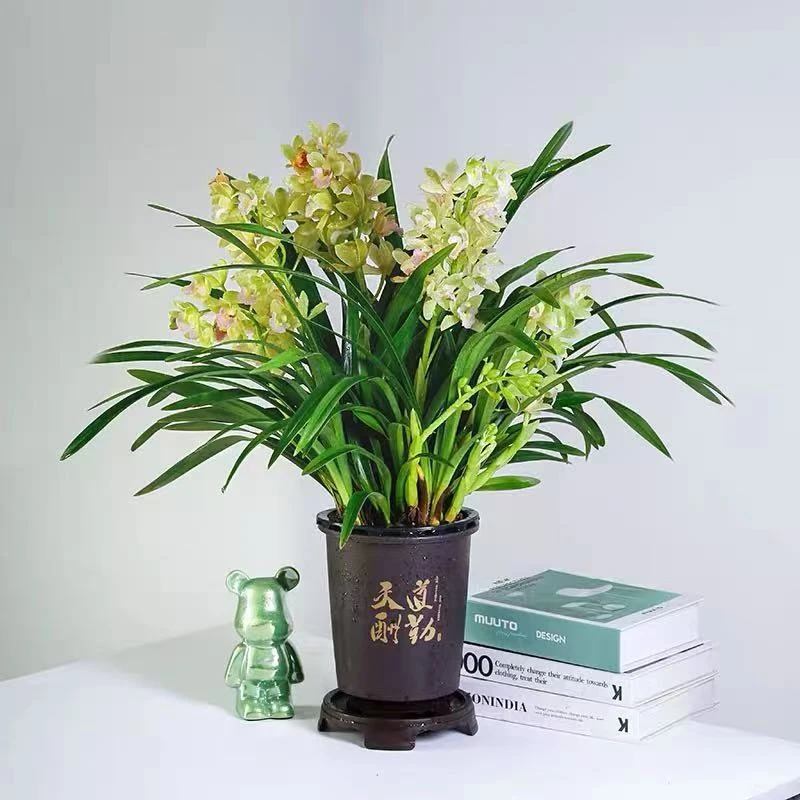 带花剑香兰浓香型高档兰花四季开花室内客厅阳台绿植盆栽花卉