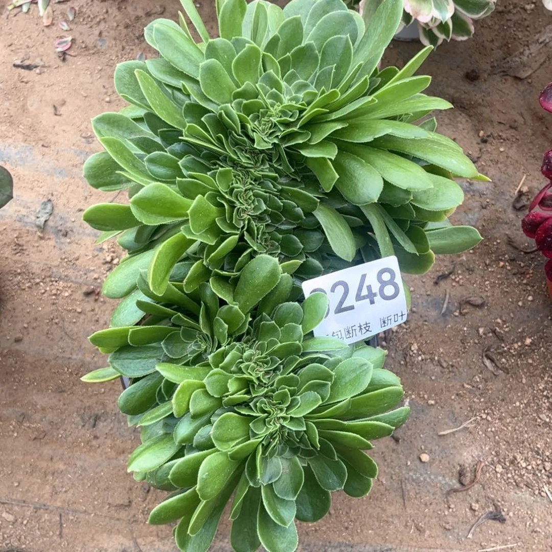绿羊绒缀化，脱土发货