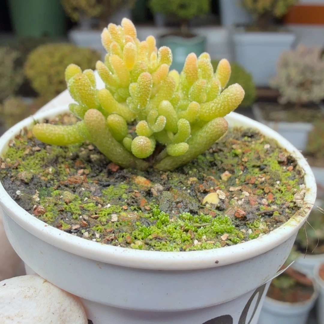 A890冰糖锦尺寸小