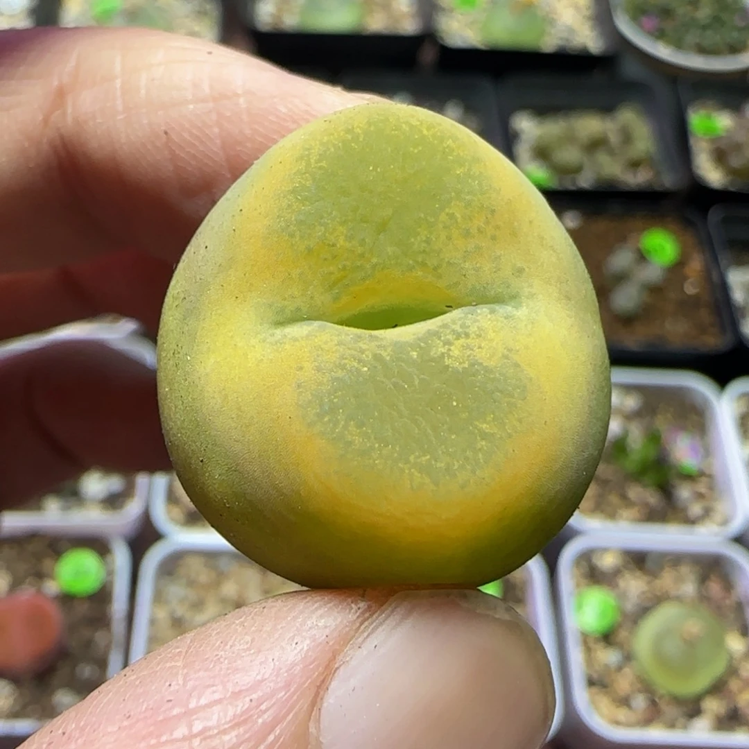 2.5漂亮多肉植物169