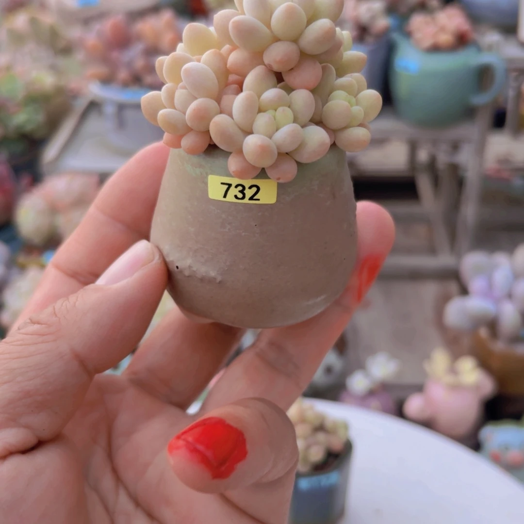 点***、一物一拍编号732