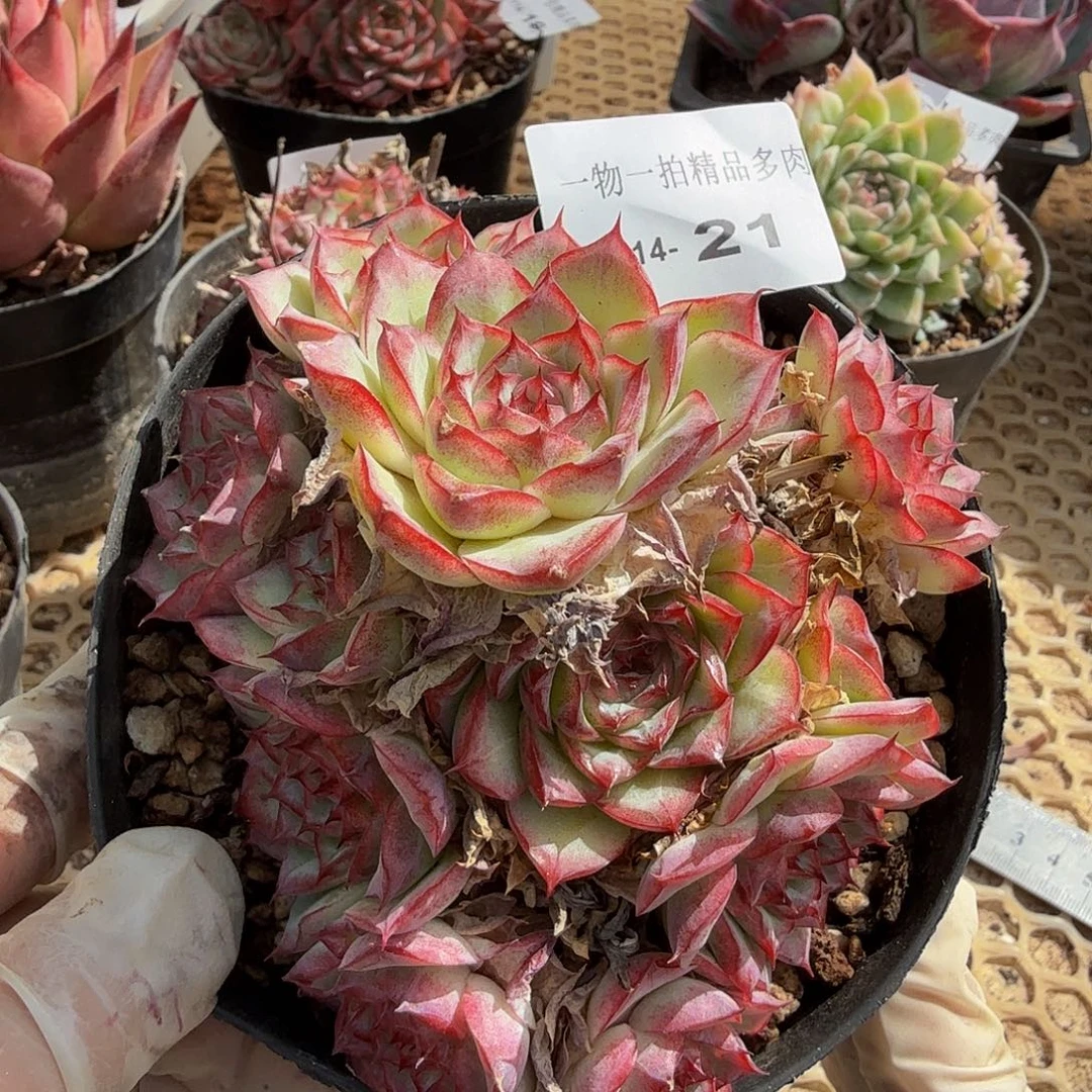 1114-21多肉一物一拍