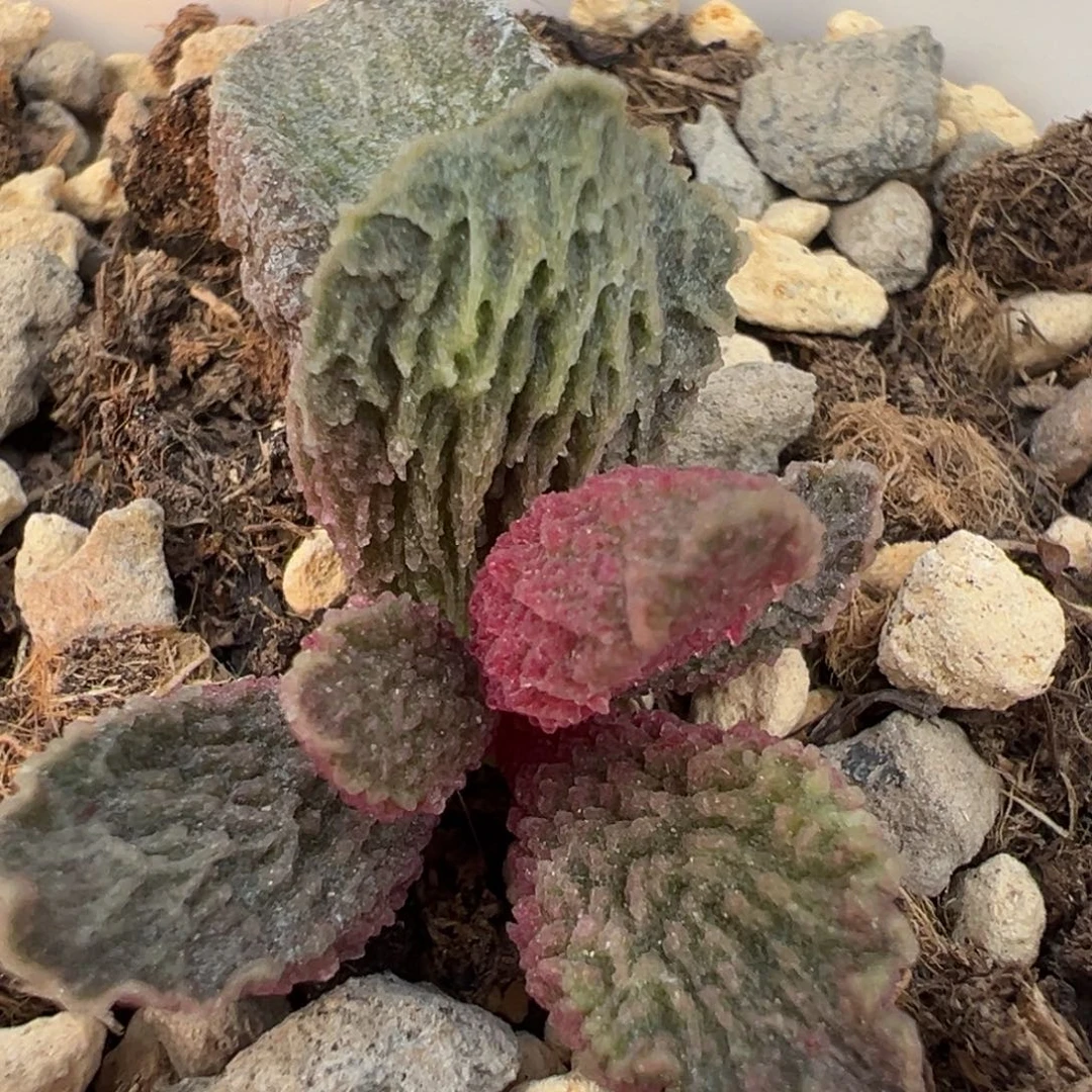 大鱼海棠带倒刺多肉植物