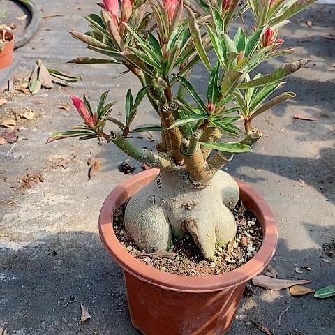 【闪购商品】无花朵万**意