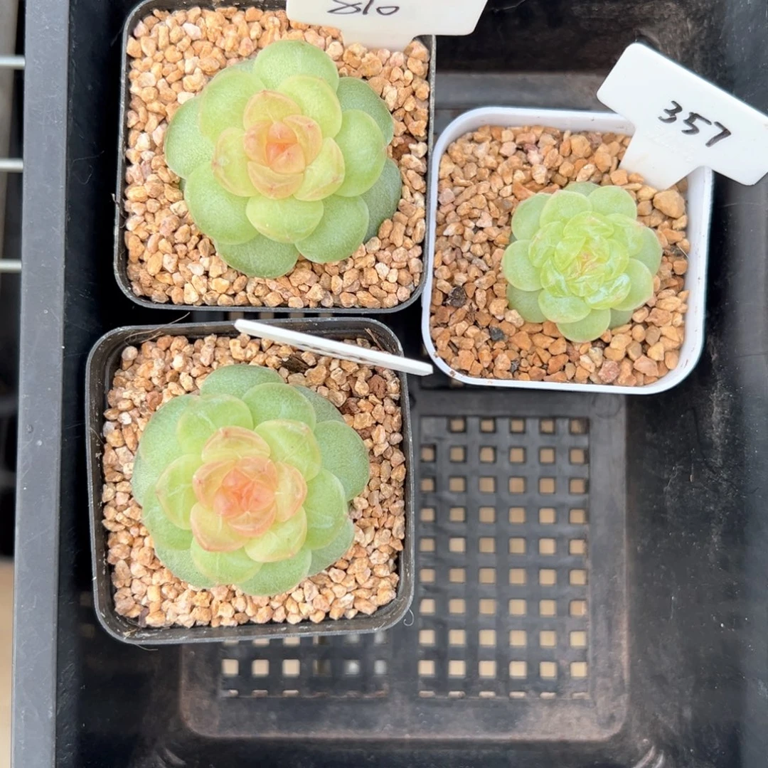 810号框三颗，晗雨多肉