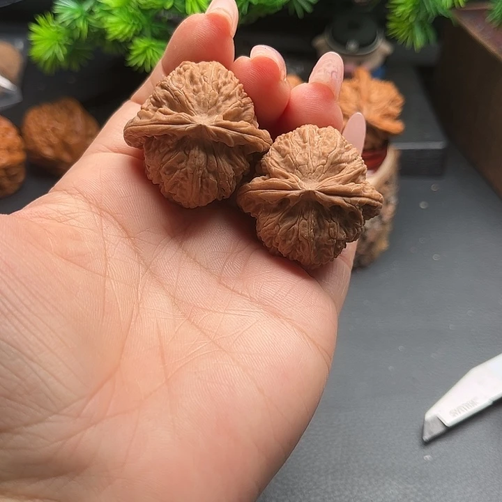 核桃36白狮子全品