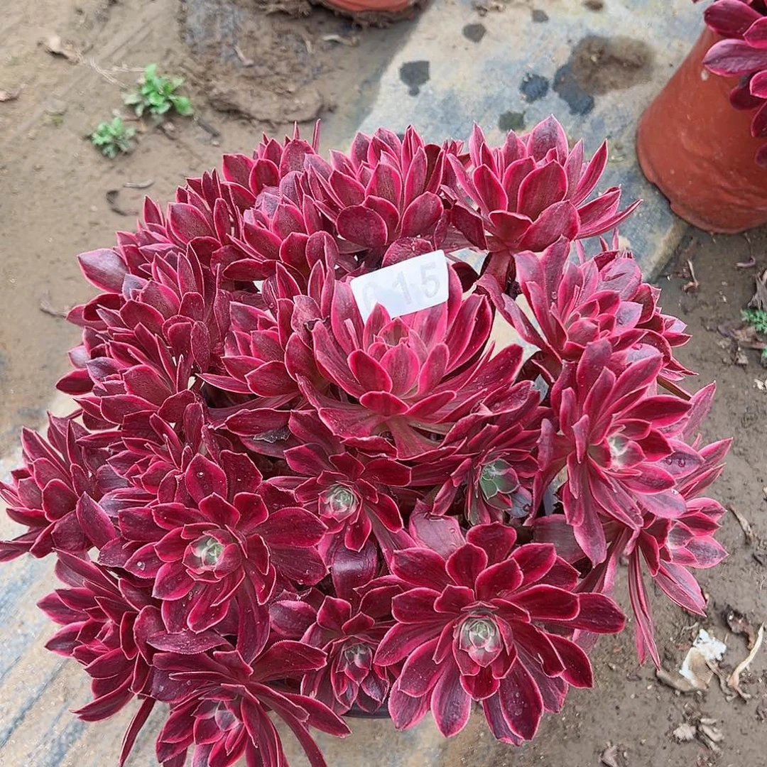 紫砂茶宠浣纱老桩一颗615号