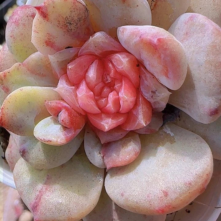 喜*花时光精品多肉石化