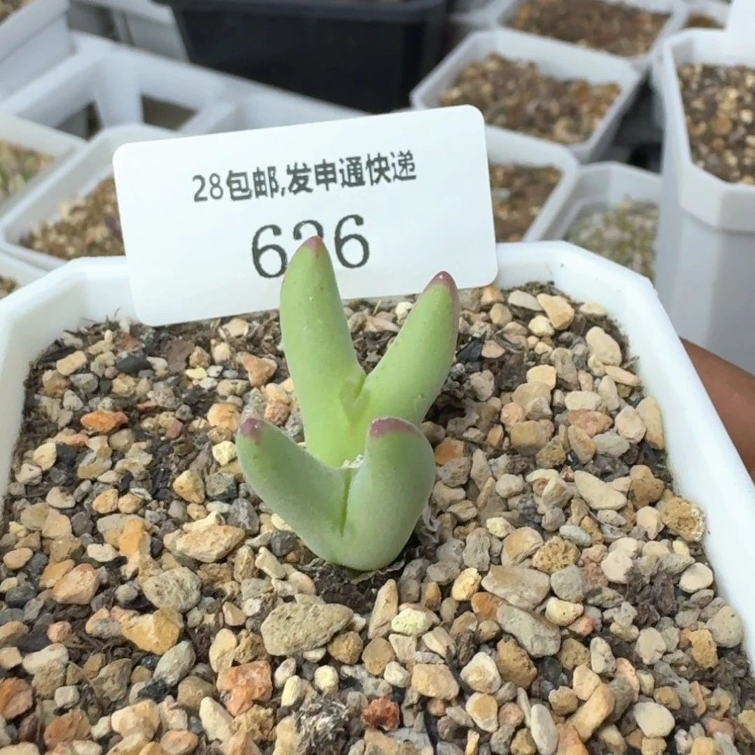 626.