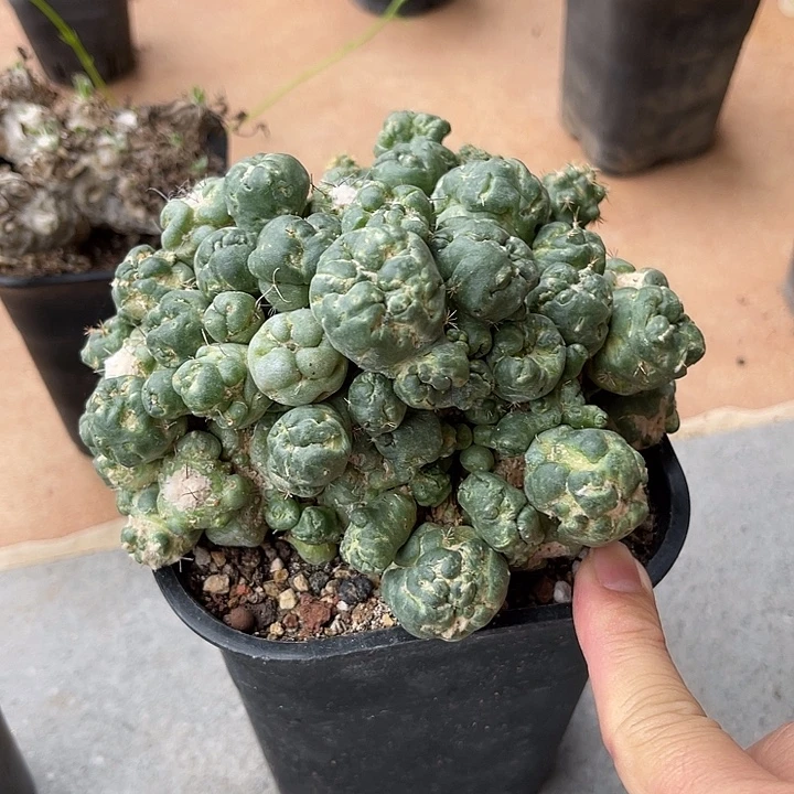 无花朵刺缀象牙大群