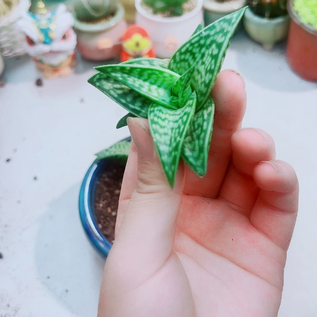 翠花千代多肉植物