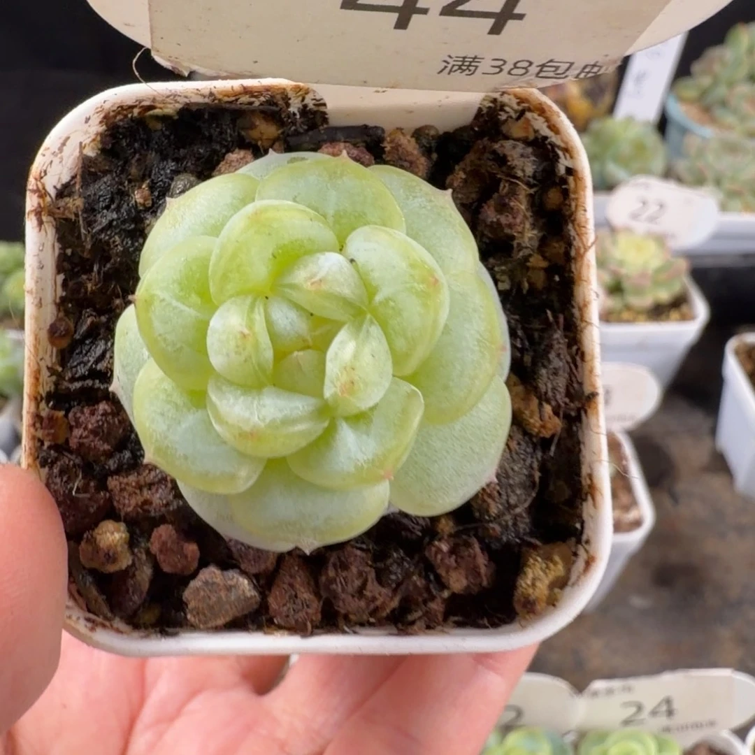 邀月单头一颗44号